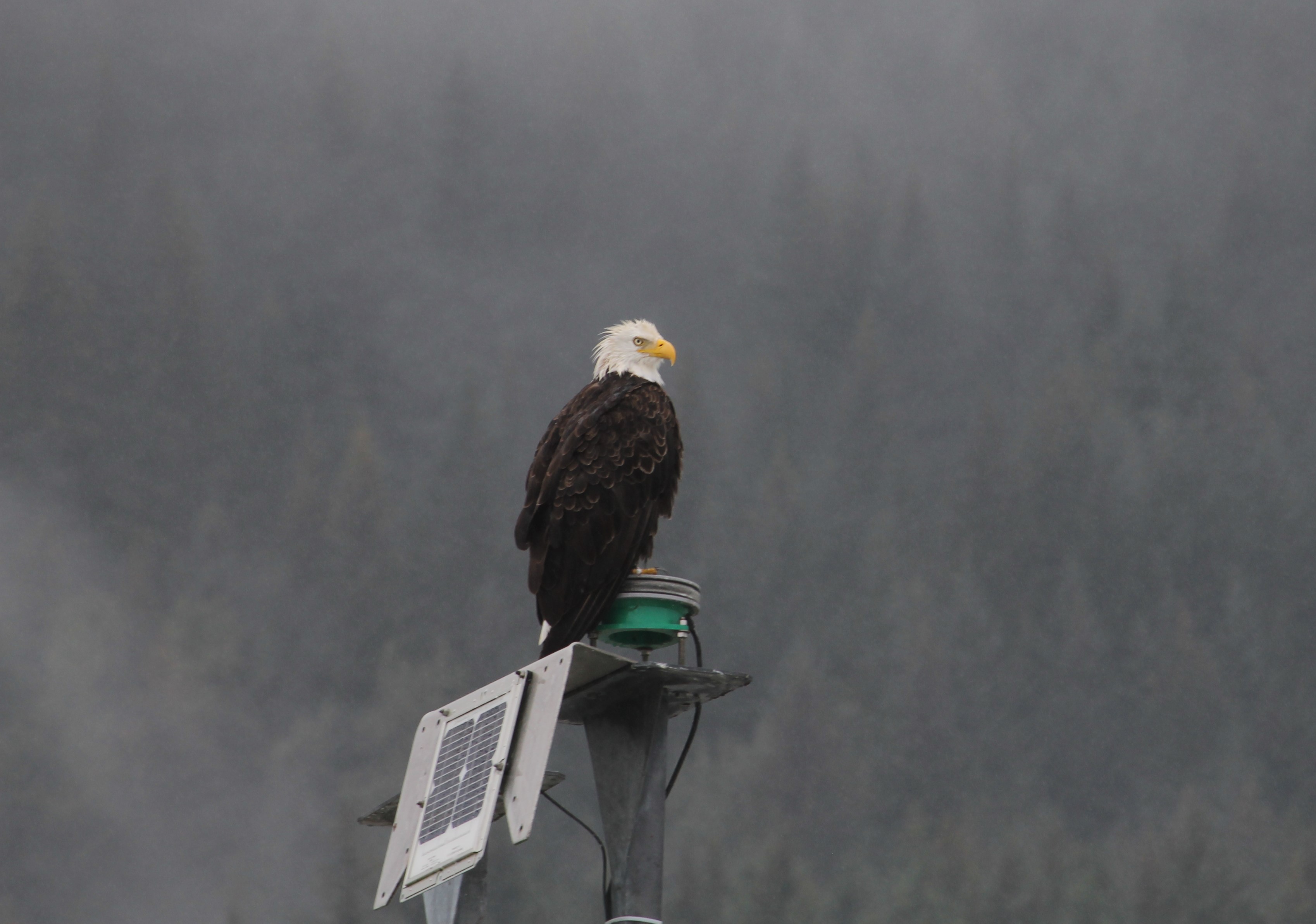 Resurrection Bay crane