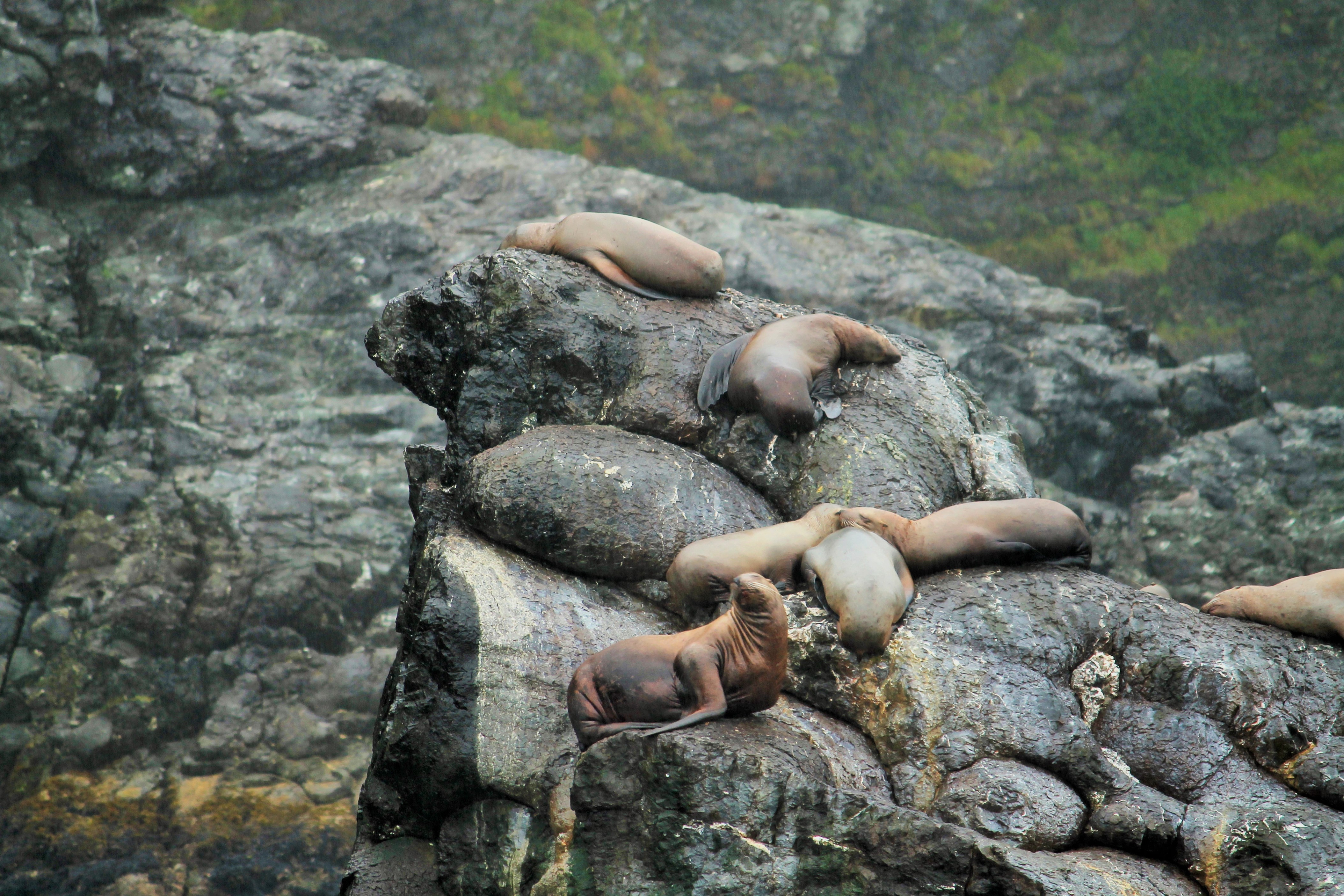 Resurrection Bay crane