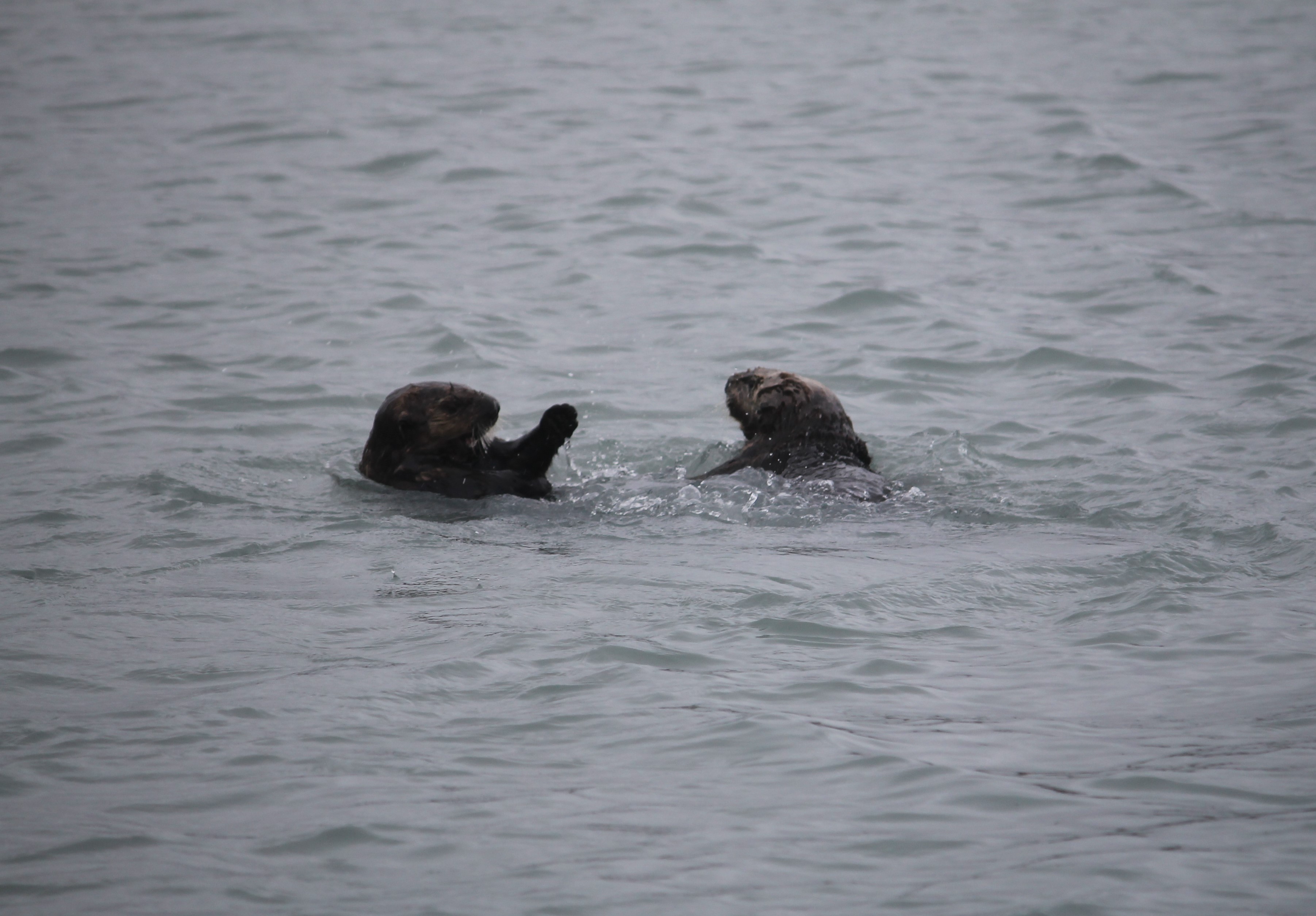 Resurrection Bay crane