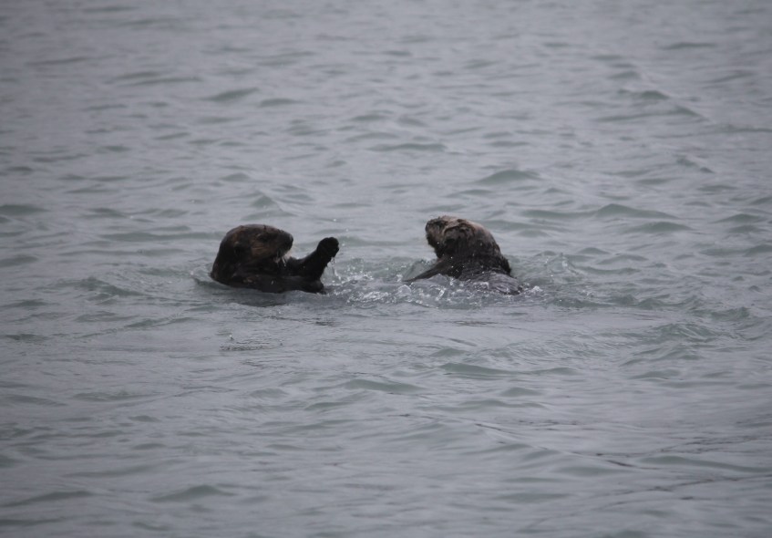 Resurrection Bay crane