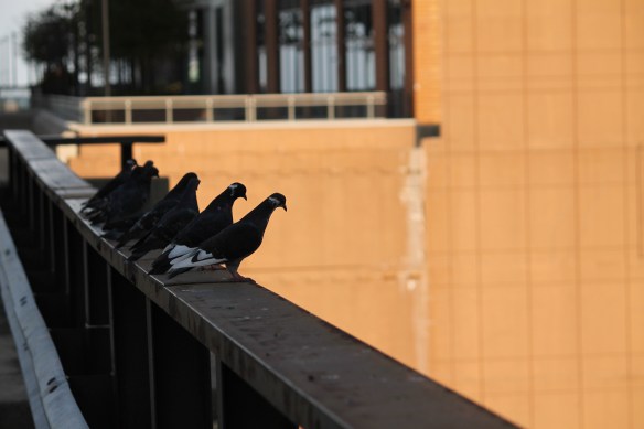 Vista Tower caissons