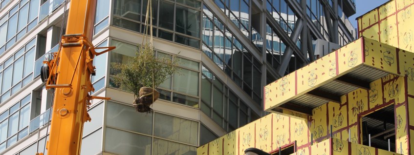 The Ronsley tree lift